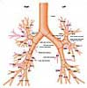 vector graphics - Bronchial tree - lungs (fully processed with vector graphics)